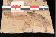 Foto (Detailansicht) von Araucaria sternbergii Goeppert (NHMW-GEO-2024-0188-8281)
